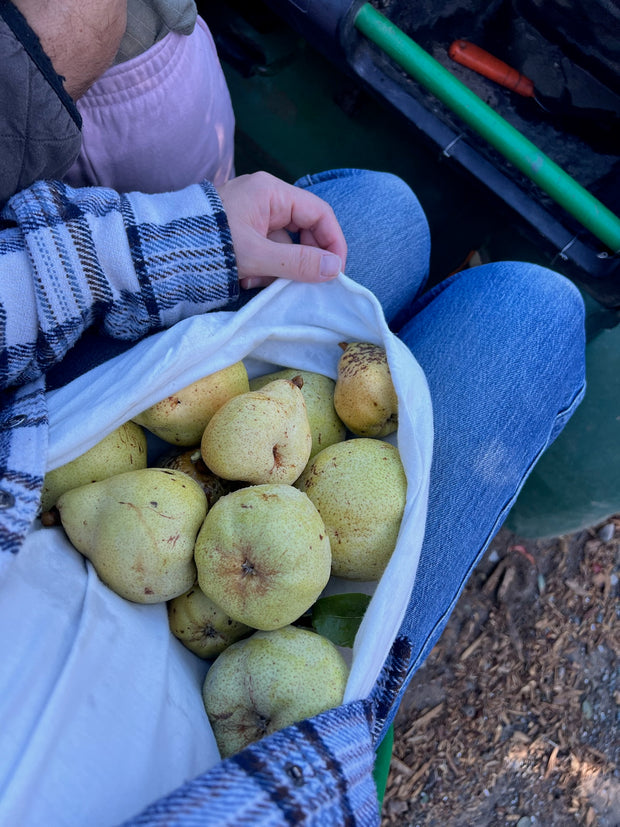 June Taylor Fox Hill Pear, Lemon Geranium, and Rosemary Butter