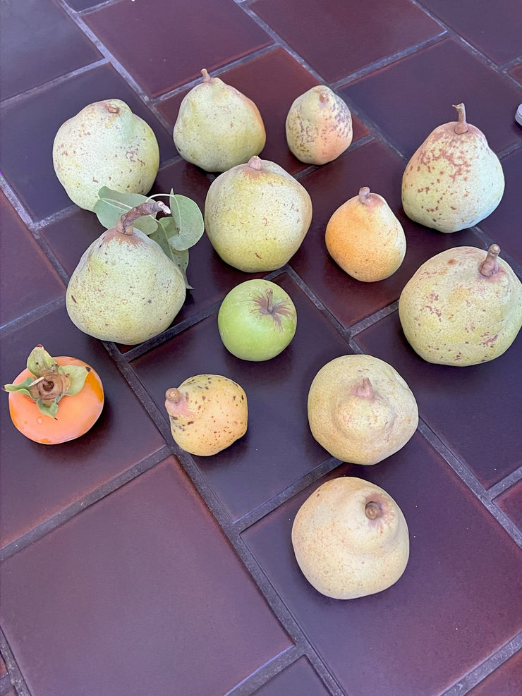 On a dark-tiled surface lies an assortment of fruits, including pears perfect for making Broc Cellars June Taylor Fox Hill Pear, Lemon Geranium, and Rosemary Butter. An apple and orange persimmon with stem and leaves are also present. The pears are naturally shaped with spotted skin, emphasizing their organic origins.