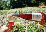 Someone pours Broc Cellars 2024 Rosato, a Certified Organic rosé wine, from the bottle into a clear glass held by another, with white flowers and rocky ground in the background.