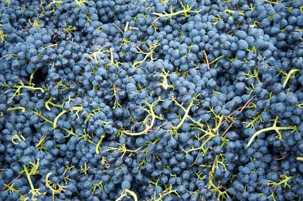A large pile of freshly harvested dark purple grapes with green stems. The grapes are tightly packed, covering the entire frame, with some stems visible among the clusters.