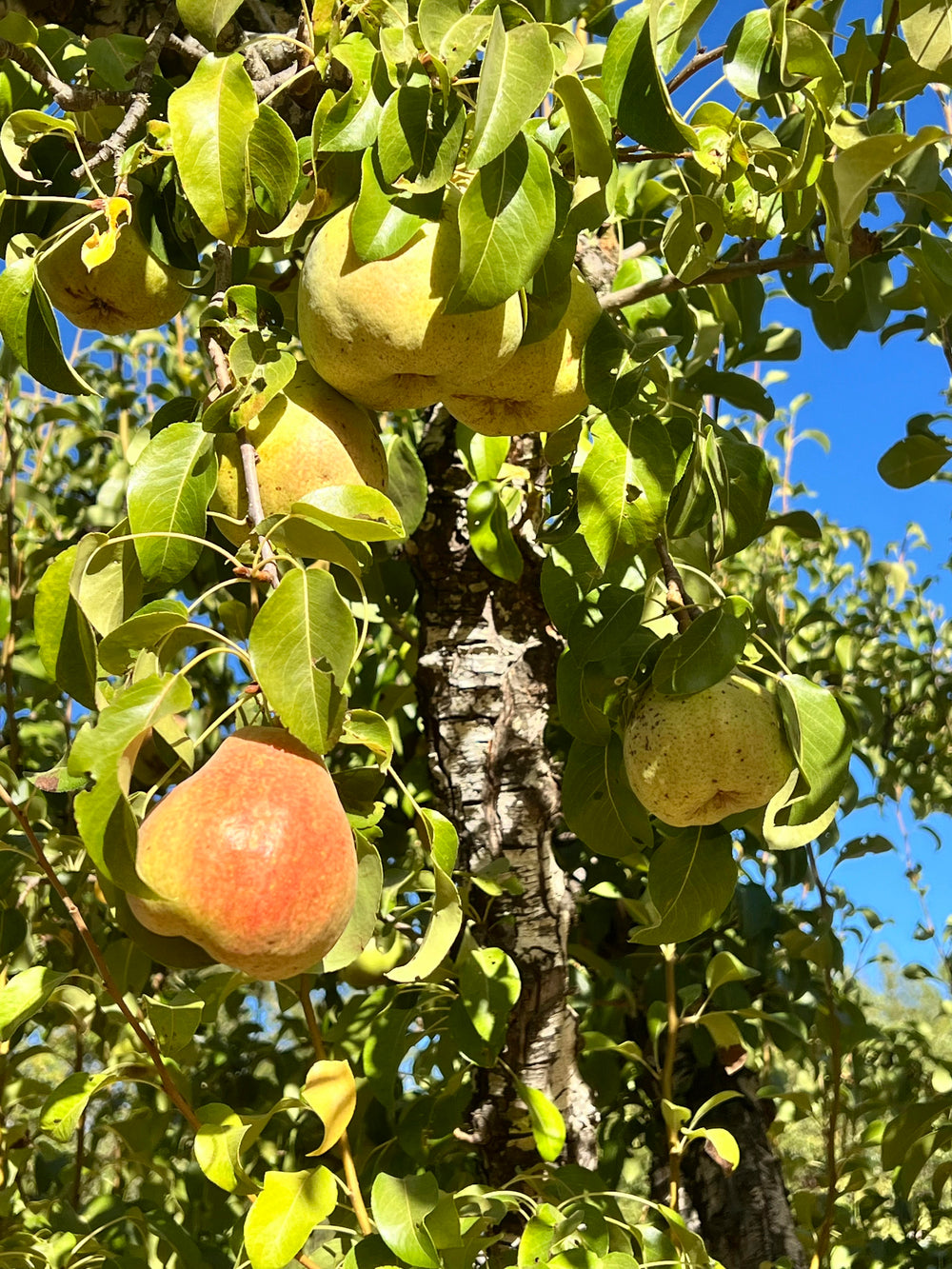 Pears in shades of green to reddish-yellow hang from leafy branches against a blue sky—perfect for June Taylor x Fox Hill w/ Pear Preserve by Broc Cellars.