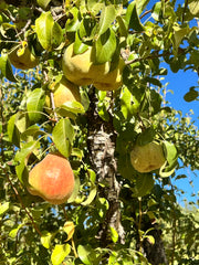 Pears hanging from branches of a tree with green leaves against a clear blue sky. Some are ripe with reddish hues, perfect for making June Taylor Fox Hill Pear, Lemon Geranium, and Rosemary Butter by Broc Cellars, while others remain green. Tree bark highlights natures organic bounty.