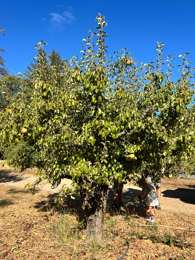 In a sunny orchard, a leafy apple tree boasts green apples ideal for small batch creations like June Taylor Fox Hill Pear, Lemon Geranium, and Rosemary Butter. Beneath the tree, people are visible gathering fruit as dry leaves scatter on the ground under a clear blue sky. Brand: Broc Cellars.