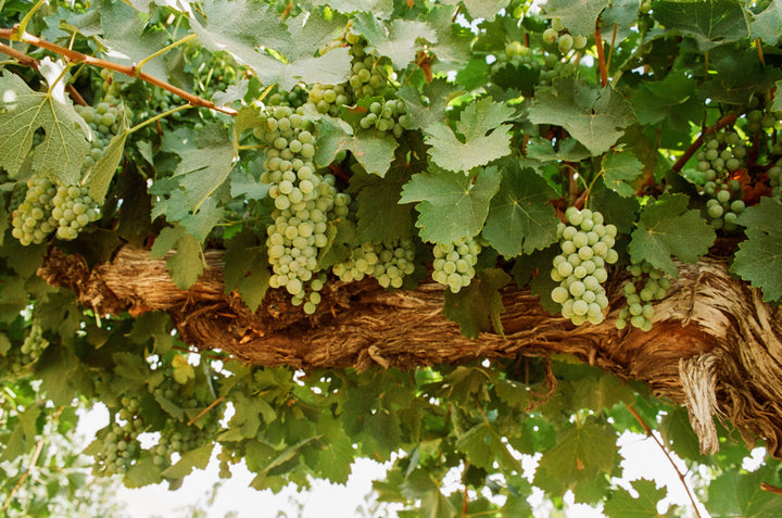 A close-up of green grape clusters for Broc Cellars 2024 Love Sparkling Chenin, hanging from thick vines at Shell Creek Vineyard, framed by large leaves. Sunlight highlights the vibrant foliage and textured bark.