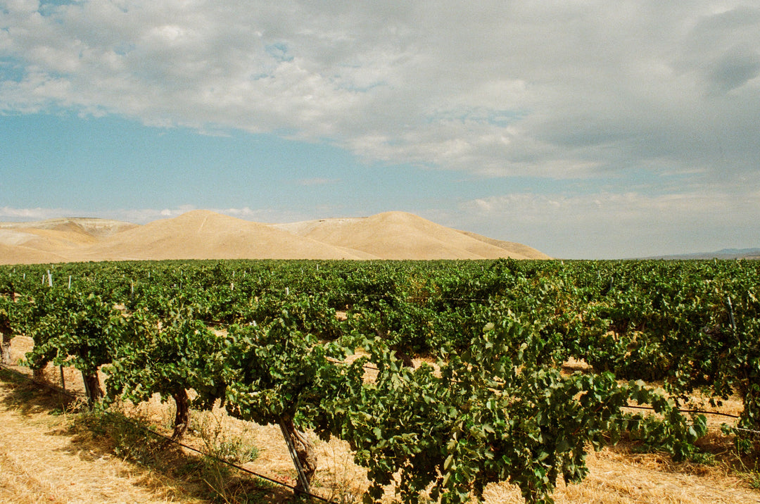 Rows of grapevines thrive in Shell Creek Vineyard’s dry, rolling hills under a partly cloudy sky—ideal for cultivating Chenin Blanc grapes used in Broc Cellars’ 2024 Love Sparkling Chenin.