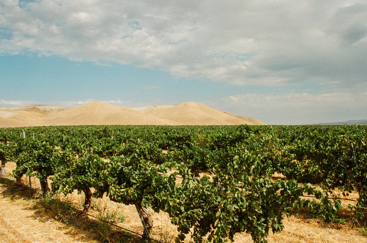 Rows of grapevines thrive in Shell Creek Vineyard’s dry, rolling hills under a partly cloudy sky—ideal for cultivating Chenin Blanc grapes used in Broc Cellars’ 2024 Love Sparkling Chenin.