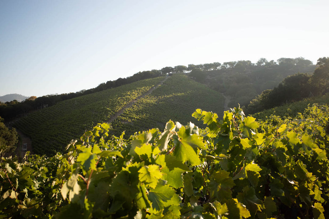 A sunlit hillside vineyard features rows of grapevines beneath a clear sky and trees. Discover more about this scene by downloading the Technical Data Sheet for the 2024 Vine Starr Zinfandel from Broc Cellars.
