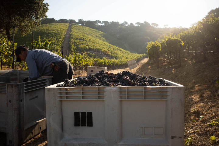 A worker tends to a large white bin of harvested grapes in a vineyard, with grapevines and a sunlit hillside behind—an ideal image for featuring Broc Cellars’ 2024 Vine Starr Zinfandel Download or Technical Data Sheet.