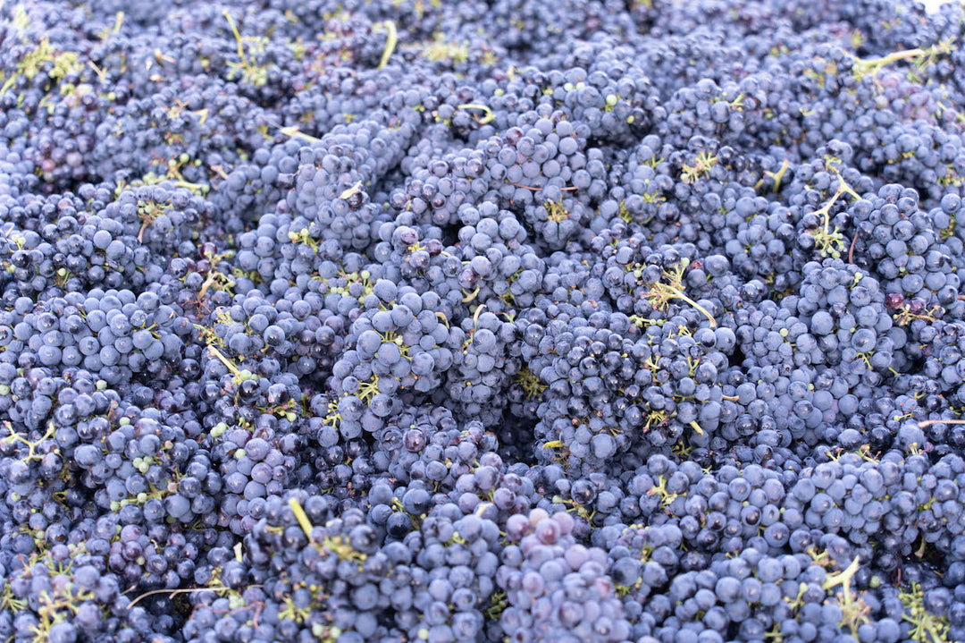 A heap of freshly picked purple grapes fills the frame—ideal to illustrate the freshness of Broc Cellars 2024 Vine Starr Zinfandel on a Technical Data Sheet or as a downloadable reference.