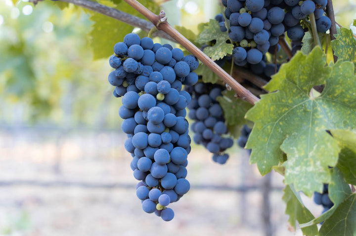 A close-up of dark purple grapes on the vine, set among lush leaves with a blurred vineyard behind them. Download the Technical Data Sheet for detailed info on the 2024 Vine Starr Zinfandel from Broc Cellars.